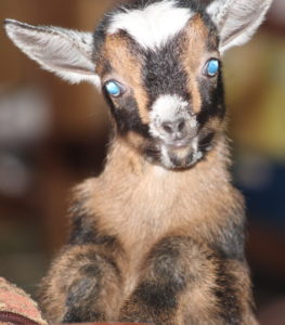 nightshade cute goat