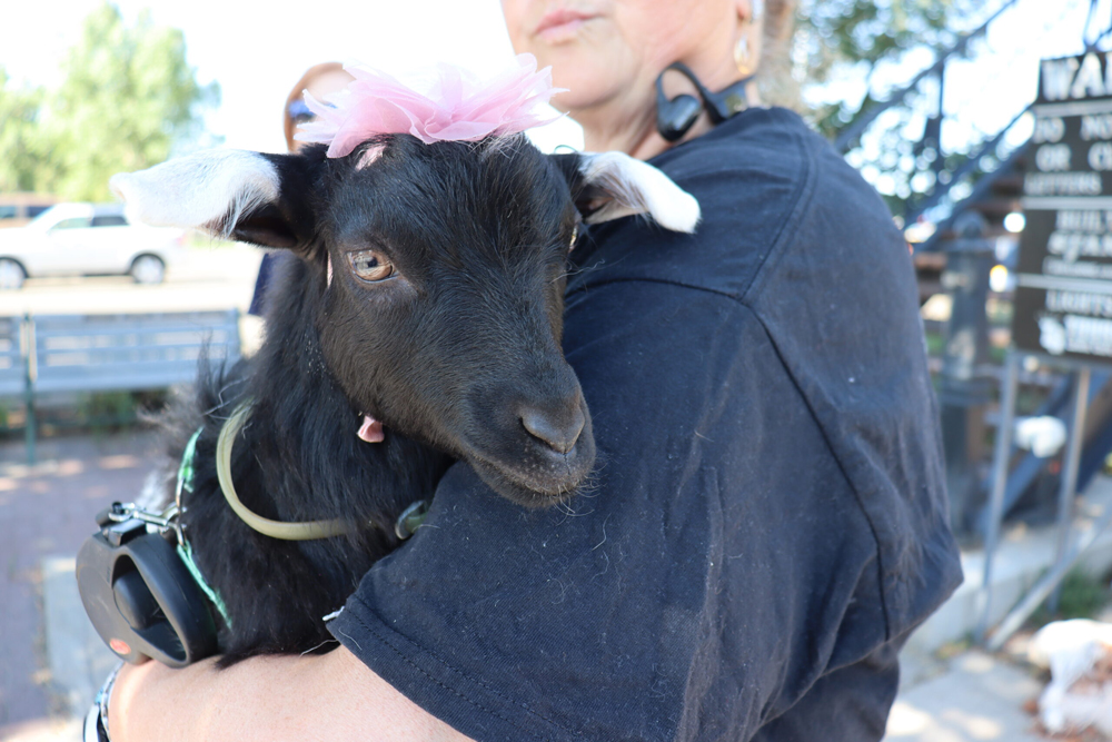 black goat home page